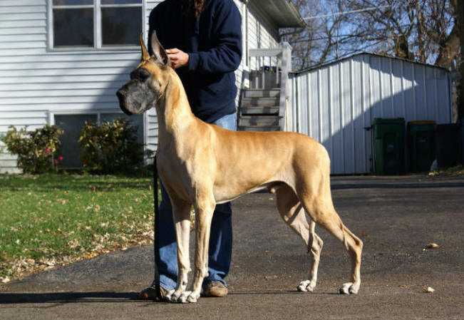 Rojon's Ransom of Red Chief | Great Dane 