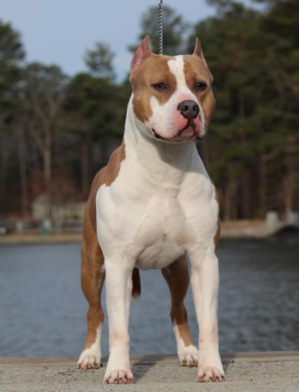 Celtic's HD 6 Speed SwitchBack | American Staffordshire Terrier 