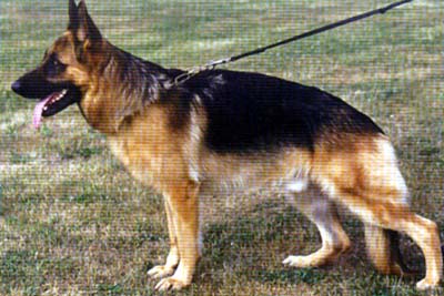 Sammy von der Fichtenspitze | German Shepherd Dog 