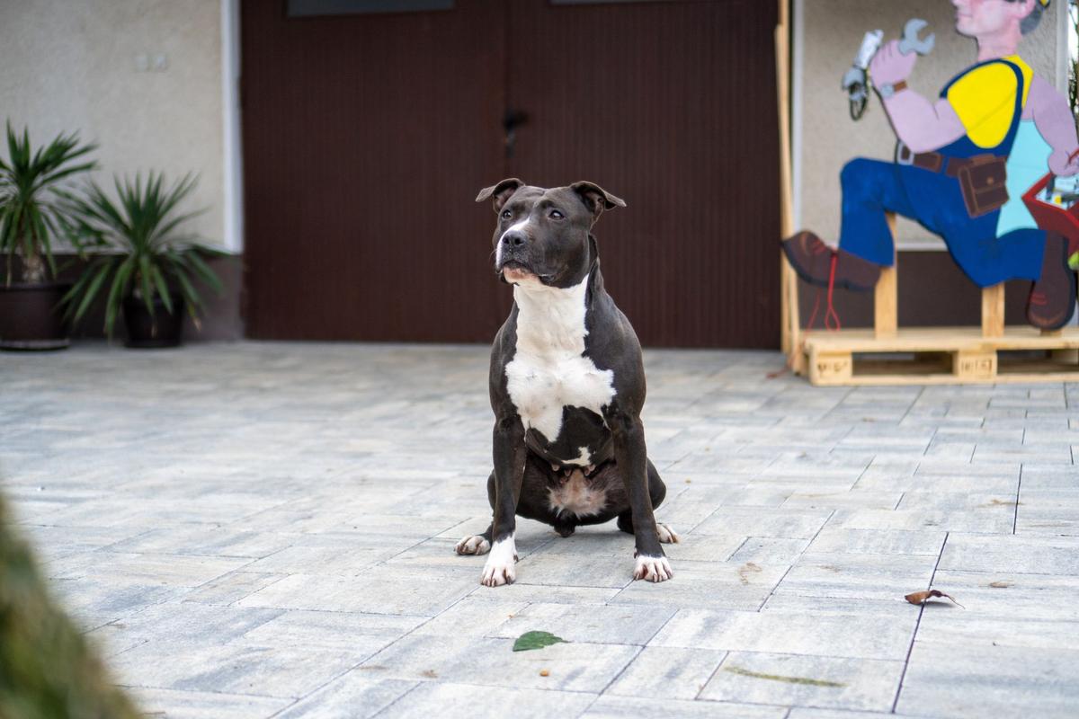 Amstaff Dynasty Always There | American Staffordshire Terrier 