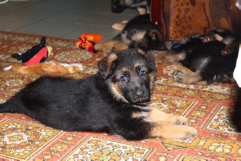 Fantom von Armenikum | German Shepherd Dog 