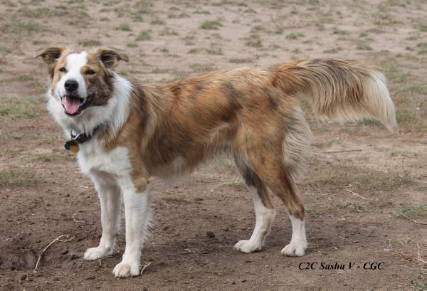 Sasha | Border Collie 