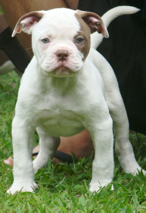 SunshineBulls' Carioca (Baboo) | Olde English Bulldogge 