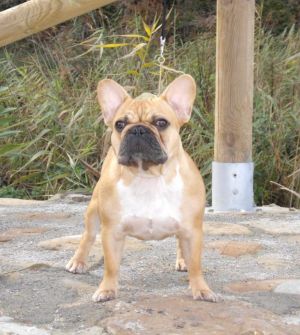 Glenda De Sinerkan | French Bulldog 