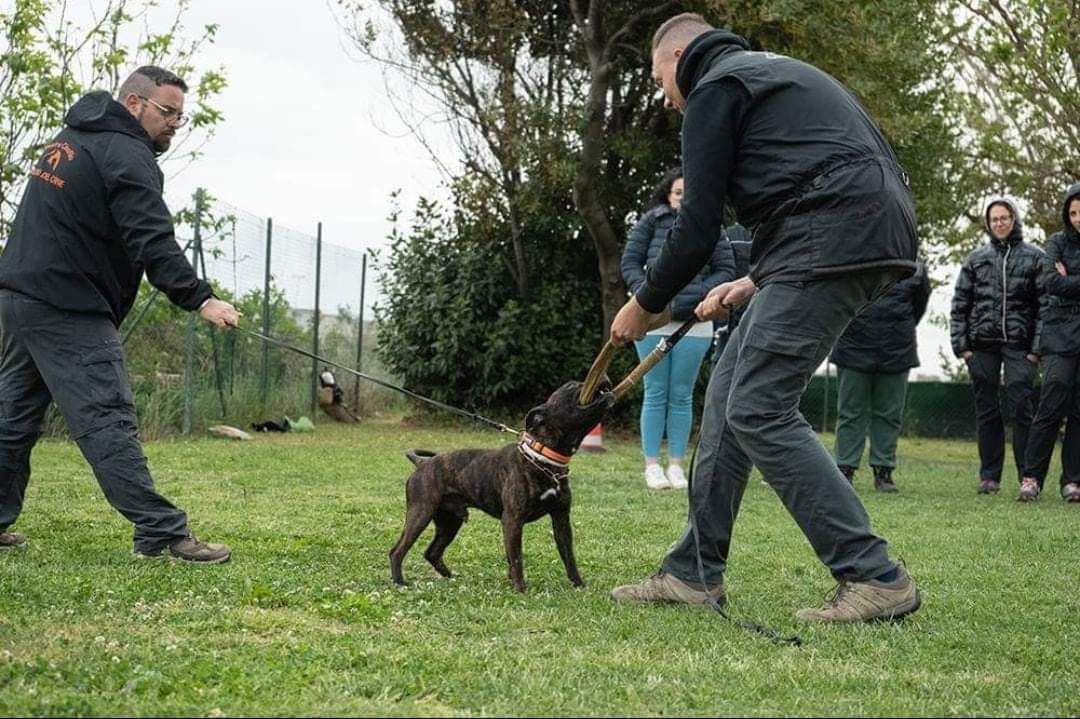 RadosnayaBulls Luke of Dorikan Staffords aka Thot | Staffordshire Bull Terrier 