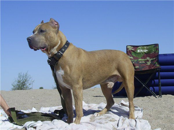 SO FI GO | American Staffordshire Terrier 