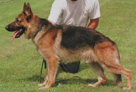 Xandro von der Burg Haidstein | German Shepherd Dog 