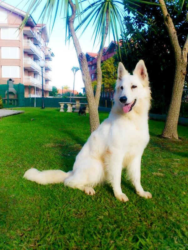 Azucar de Valudais | White Swiss Shepherd Dog 
