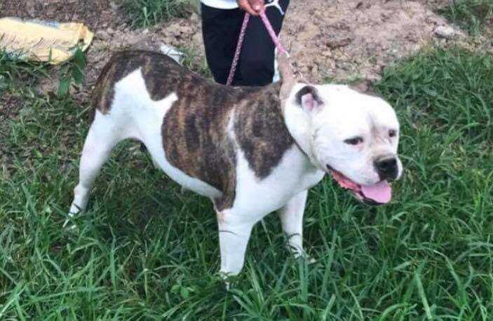 Remi of C.B.B. | American Bulldog 