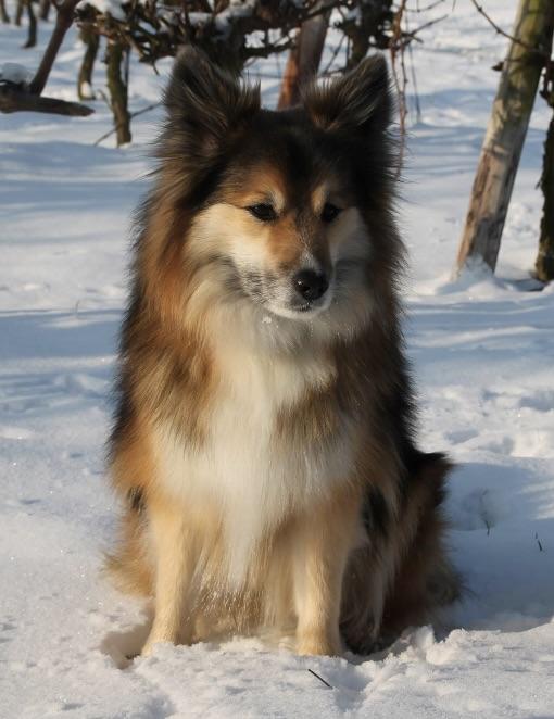 Axjon Charme of Iceland | Icelandic Sheepdog 