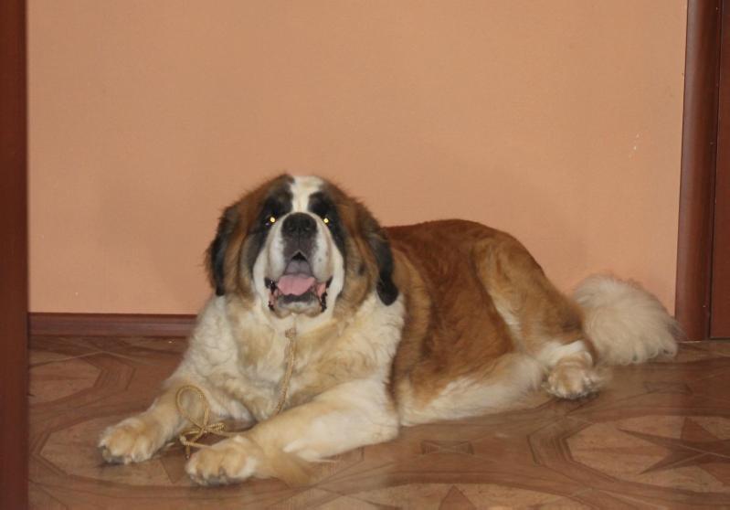 KOROLEVSKAYA ALMAZA | Saint Bernard 