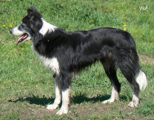 Sadghyl Viv | Border Collie 