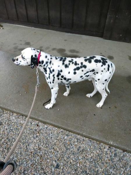 Lcg Rocky | Dalmatian 