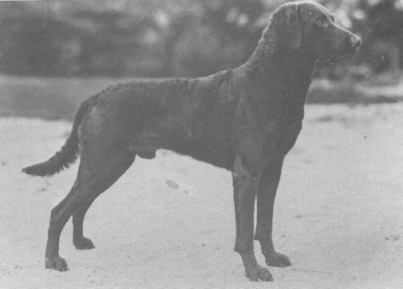 Chesacroft Newt | Chesapeake Bay Retriever 