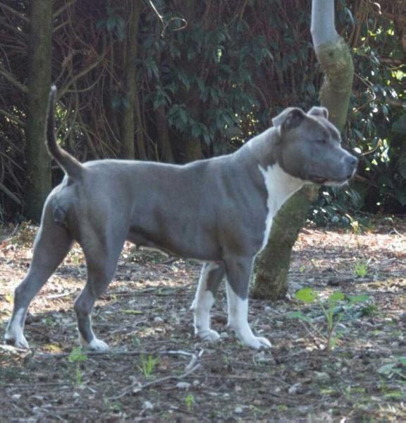 Kali | American Staffordshire Terrier 