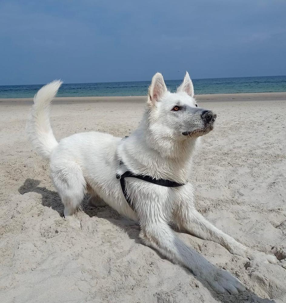 BAXTER White Discovery | White Swiss Shepherd Dog 