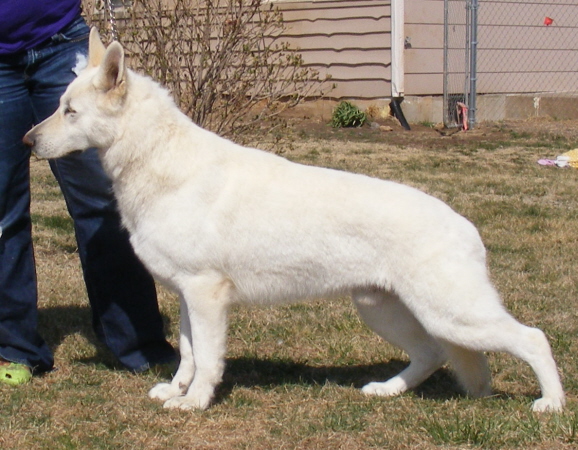 Regalwise O'Riley | White Swiss Shepherd Dog 