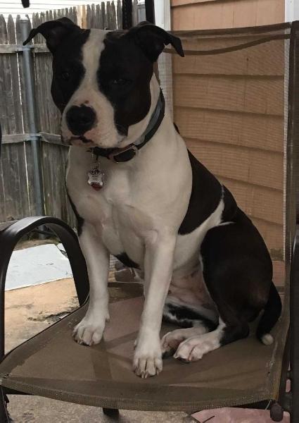 SKYBLUE’S SKYLAR’S DREAM | American Staffordshire Terrier 
