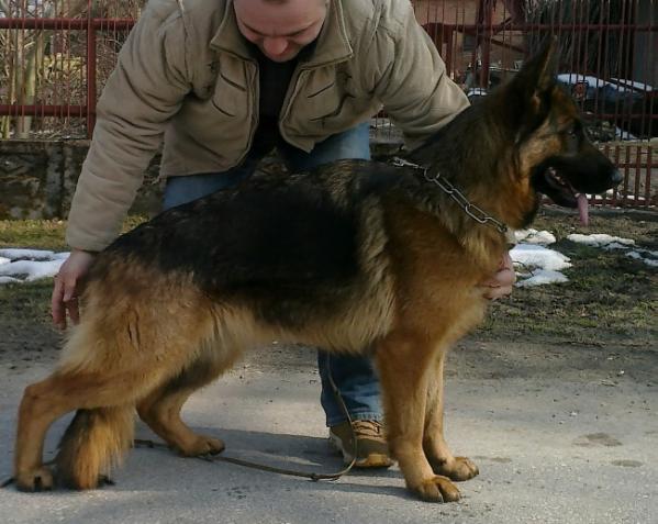 Asta Mar-Jul | German Shepherd Dog 