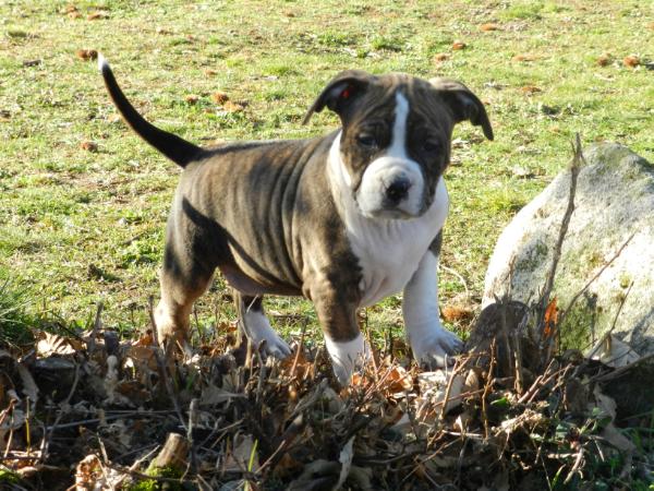 Thunder Rock AST Giulietta Capuleti | American Staffordshire Terrier 