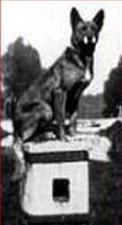 Cora LOSH 6134 (?) | Belgian Malinois 