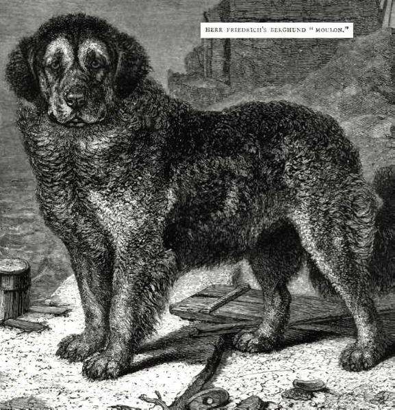 Moulon (~1880) [Herr Friedrich's] | Leonberger 