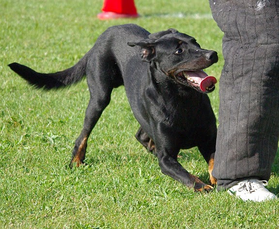 Comanche des Scorpions Intrepides | Beauceron 