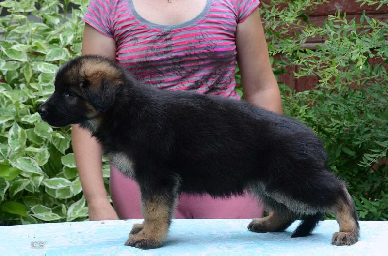 Legerland Jasmine | German Shepherd Dog 