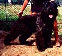 Ulle z Grodu Ksiazat Pomorskich | Bouvier des Flandres 