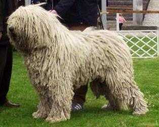 Jászkiséri Kócos Fillér | Komondor 