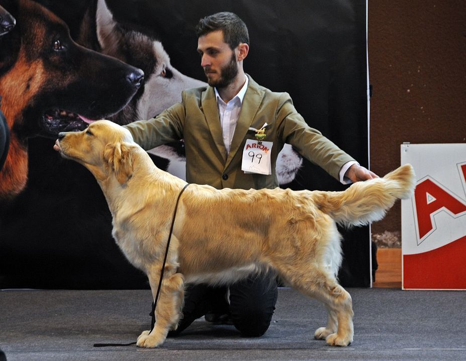 Terra Di Siena Sunrise Sunrise | Golden Retriever 