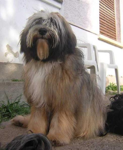 Rozsdas Halasz Nogsz Numo | Tibetan Terrier 