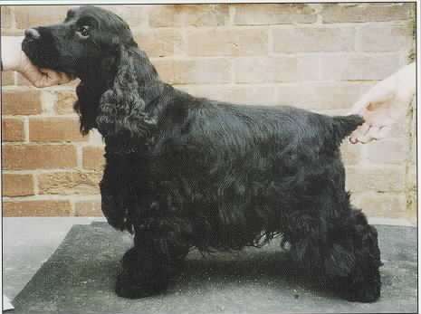 Cardamine Lionhearth | English Cocker Spaniel 