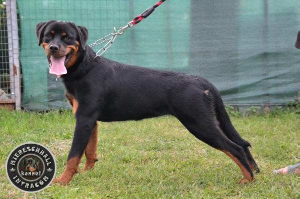 Rott Guardian Lesly | Rottweiler 