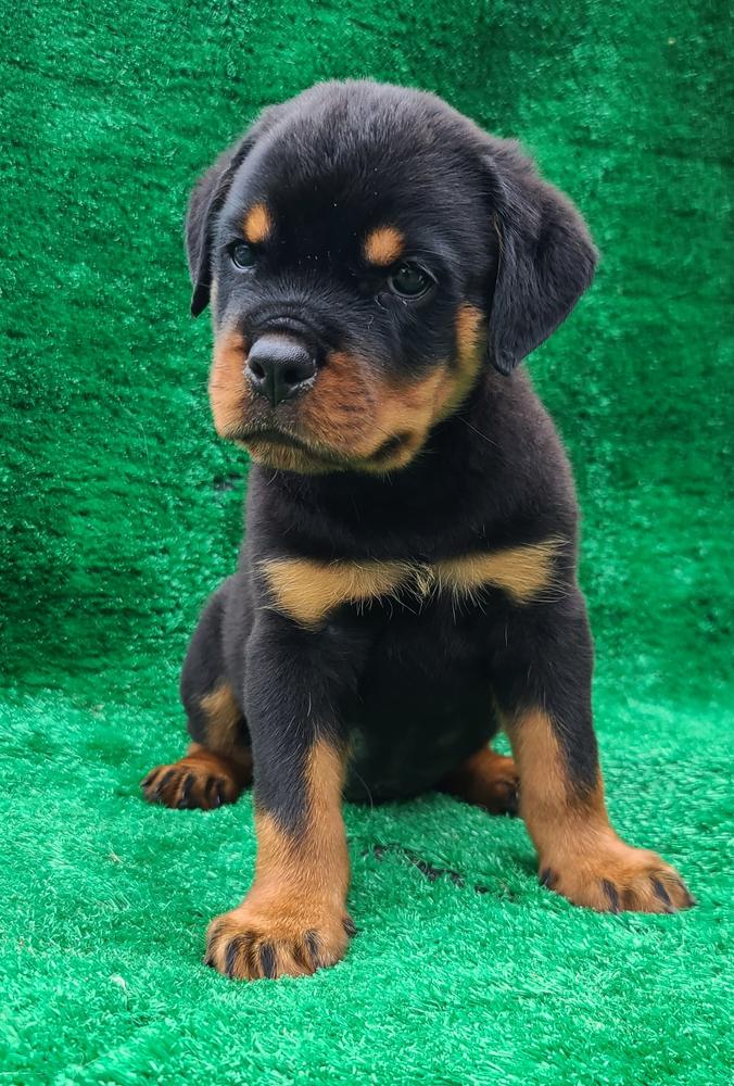 Brishna Canine Yard | Rottweiler 