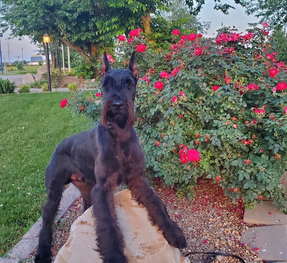 Woodrow Von Prufenpuden | Giant Schnauzer 