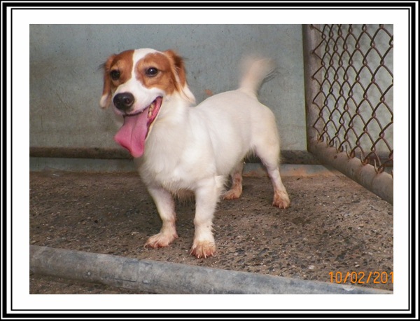 Euro | Jack Russell Terrier 