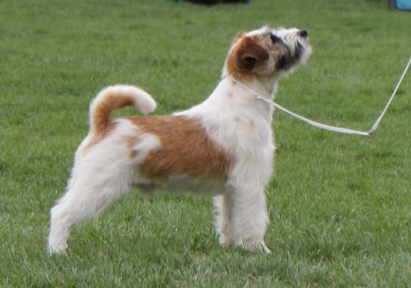 X-Singl Malt Rags Puma | Jack Russell Terrier 