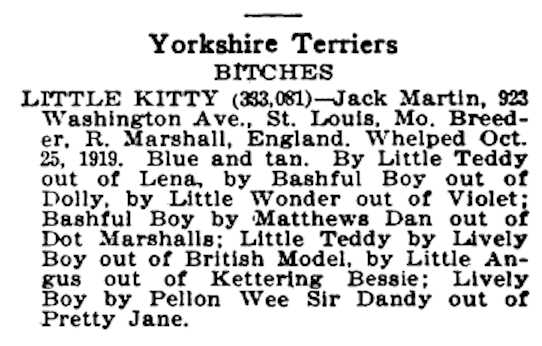 Little Kitty (333081) | Yorkshire Terrier 