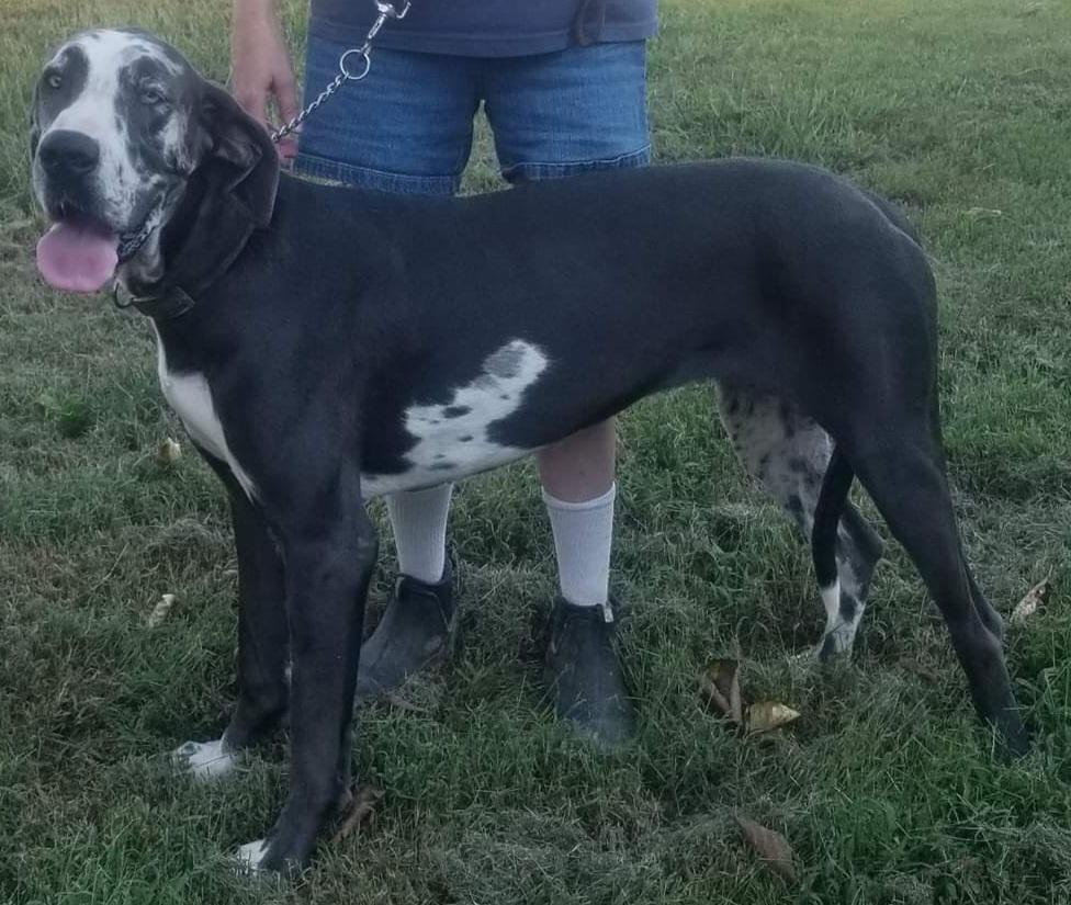 Red Oak's Heidie Mae | Great Dane 