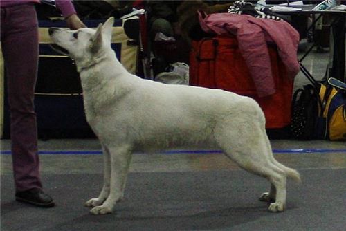 AKEMI | White Swiss Shepherd Dog 