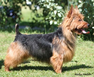 Benayr Master Of Surprise | Australian Terrier 