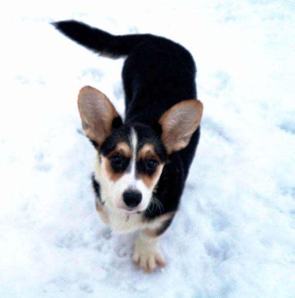 Dzhemini Exclusion | Cardigan Welsh Corgi 