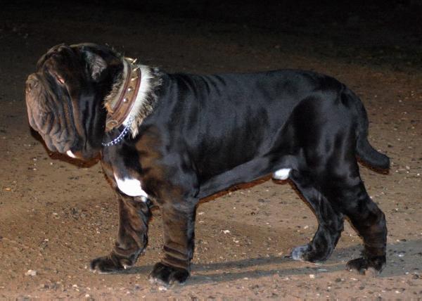 LAGASH DEL SARATOGA | Neapolitan Mastiff 