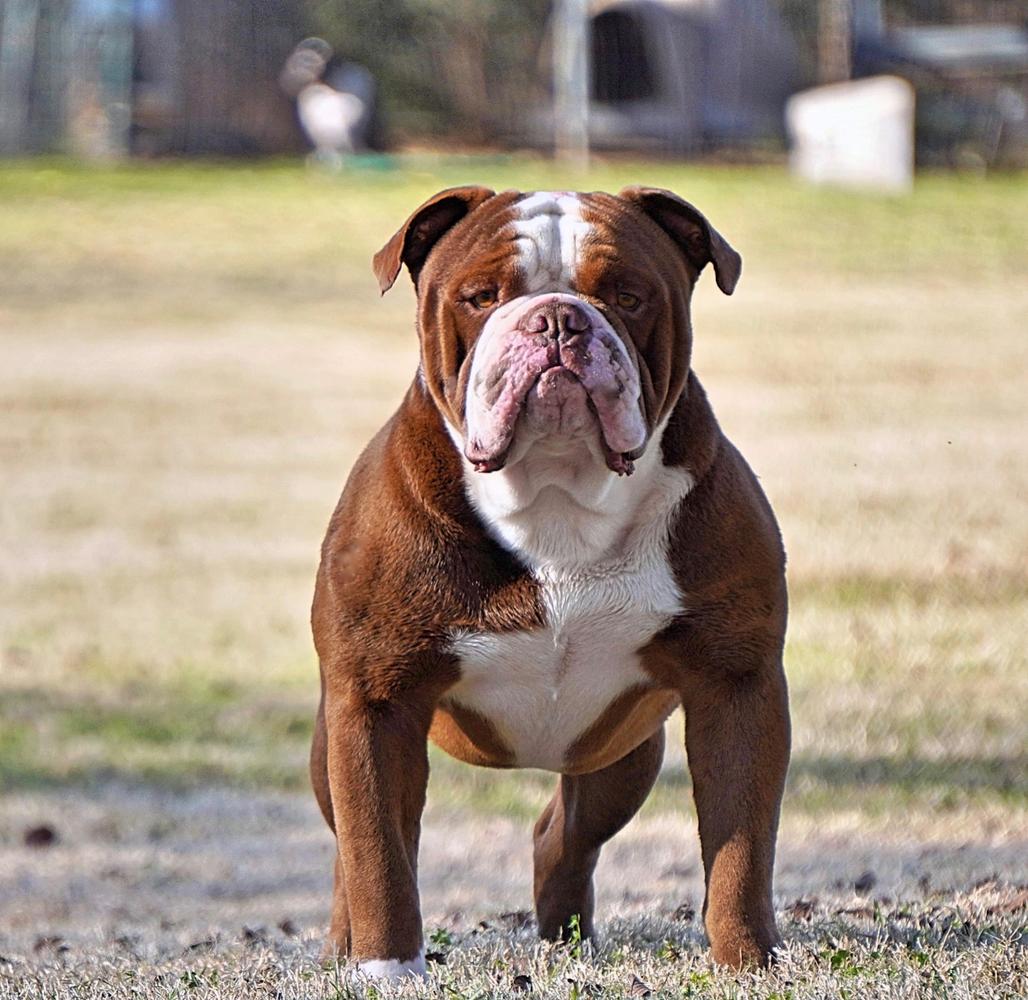 RDD's Chocolate Thunder AKA Dawkin | Olde English Bulldogge 