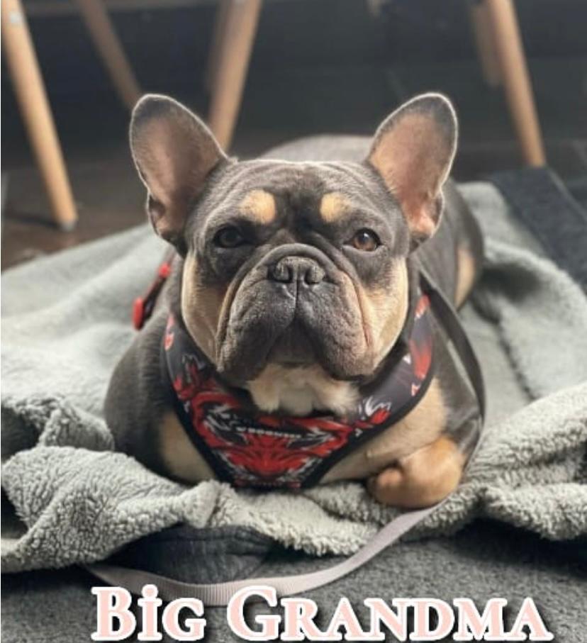 Ella of Anatolianbulls | French Bulldog 