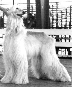 Mecca's Falstaff | Afghan Hound 