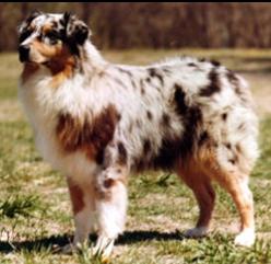 Briarbrook's Lena Jo | Australian Shepherd 