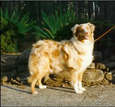 Double Delite of Heatherhill | Australian Shepherd 