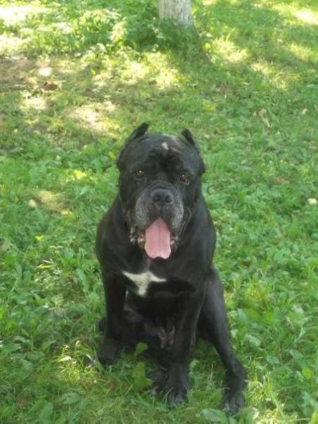 VINEVIEVA VANCETTI | Cane Corso 